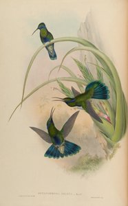 Petasophora iolata = Colibri coruscans iolatus da John Gould